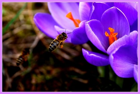 Crocus2 - flower, purple, bee, crocus