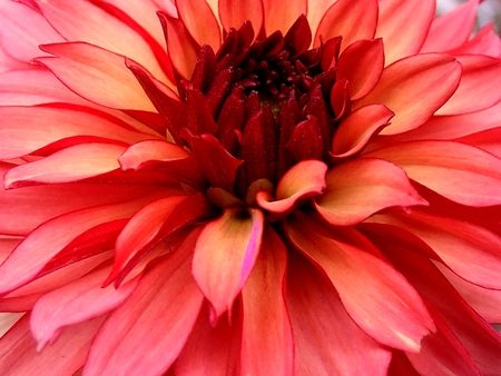 Dahlia - flowers, flower, dahlia, dahlias