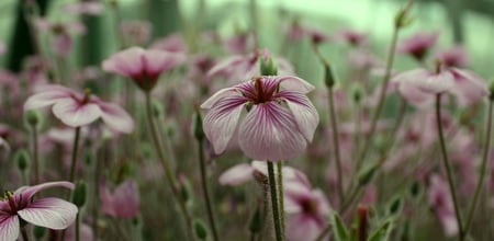 flowers - flowers, beatiful, flower, purlpe