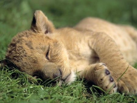 Lion cub - wildlife, cub, sleep, lion, wild, animal