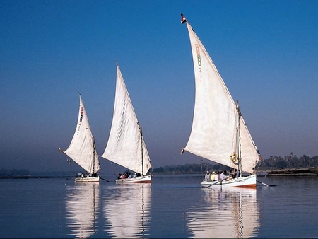 Sailboats - tree, water, sa, salboat