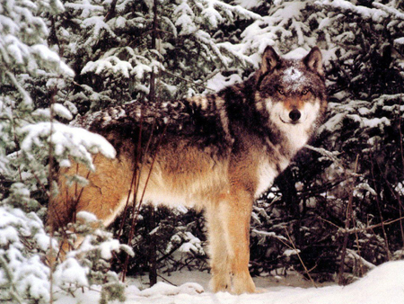 Pretty wolf - wolf, nature, wildlife, snow, animal