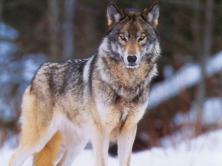 Wolf - wildlife, wolf, animal, nature, snow