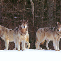 Snowy wolves