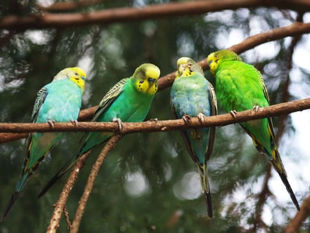 Budgerigars. - bird, parrot, perch, budgerigar