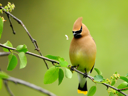 Waxwing. - lunch, bird, perch, waxwing