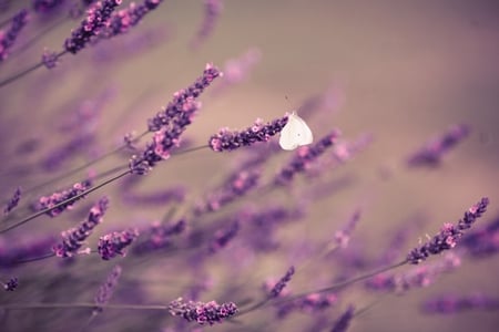 Lavender - nature, lavender, purple, summer, soft, fragrance, butterfly, flower