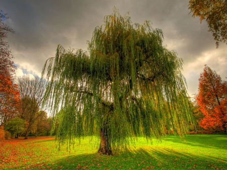 Tree on the field - fall, nature, autumn, color, tree