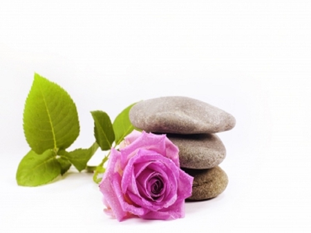 Roses and Stones - nature, stone, flowers, roses