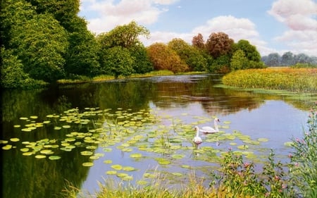 Peaceful swans. - bird, swan, lake, tree, waterlily