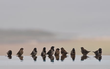 Bathing sparrows. - bath, sparrow, bird, water