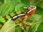 Chameleon in Tree