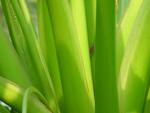 Closeup of a Makro Fern