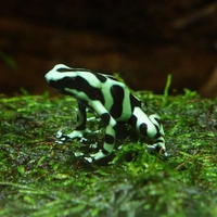 Green and Black Frog