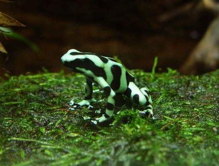 Green and Black Frog - frog, black, green, grass