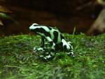 Green and Black Frog