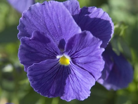 Purple flower - flower, purple, nature, petal