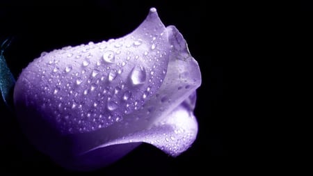 Purple Rose - always, forever, purple rose, special, beautiful, photoshop, friendship, beauty, true love, love, flower, passion, purple, desire