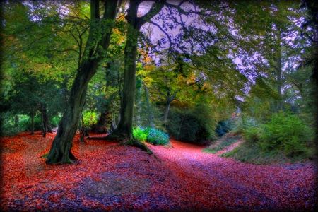 Autumn-HDR - forest, great, walk, beautiful, leaves, amazing, hdr, scenery, view, photography, nature, park, autumn, pretty, cool, landscape, beauty, season, nice, lovely, trees, colors