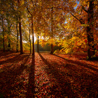 Forest-HDR