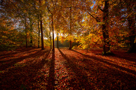 Forest-HDR - nice, beauty, season, autumn, trees, photography, sun, great, sunset, amazing, view, pretty, cool, hdr, landscape, park, lovely, nature, forest, beautiful, leaves, scenery, colors, sunrise, shadow