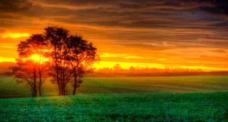 A New Day - splendor, landscape, grass, sunrise, light, leaves, sunrays, view, good morning, field, sky, clouds, sunlight, trees, beautiful, beauty, colors, morning, lovely, tree, colorful, nature, rays, green, peaceful