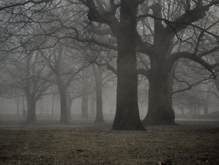 nature cold forest - forests, trees, nature, fog, land, grass