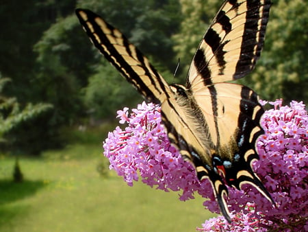 AMAZING BUTTERFLY