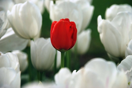 Jacquelinela Among White Tulips - jacqulinela, photography, tulips, field, white, nature, beautiful, red, flowers, photo