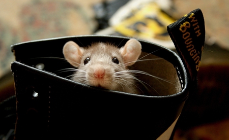 peek a boo - rodent, photography, furry, animal, mouse, cute