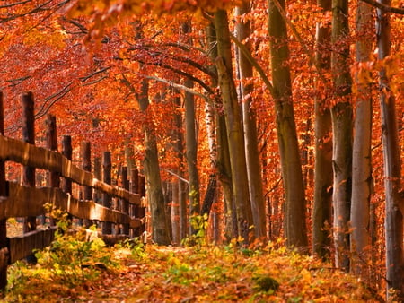 Autumn fence - fall, trees, nature, autumn, red, forest, fence, leaves