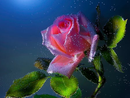 Wet pink rose - nice, wet, rose, lovely, nature, pretty, lonely, beautiful, pink, single, flowers