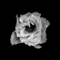 POPPY
