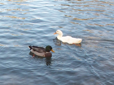 Ducks - white, lake, ducks, blue, water, mallard, pond, birds