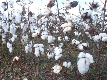 Field of Cotton - nature, mature, land, cotton, harvest, cross, field