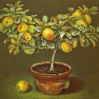 Apple tree in terracotta pot by Jose Ecofet