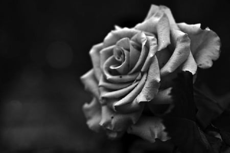 dark rose - delicate, rose, pretty, black, soft, flowers, plants, petals, nice, lovely, nature, bud