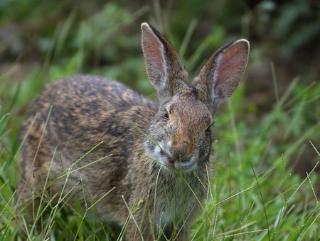 BUNNY