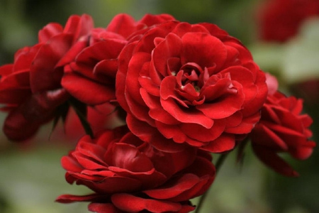 Lost in crimson petals - pretty, delicate, bud, lovely, petals, flowers, nature, red, soft, rose, plants, nice