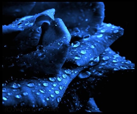 Magnificent blue rose - Blue Roses Wallpapers and Images - Desktop ...