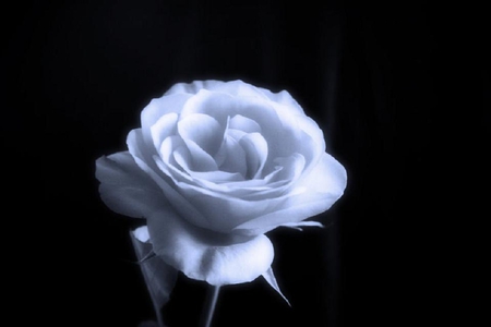 Midnight rose - delicate, rose, pretty, soft, flowers, plants, petals, nice, lovely, nature, bud