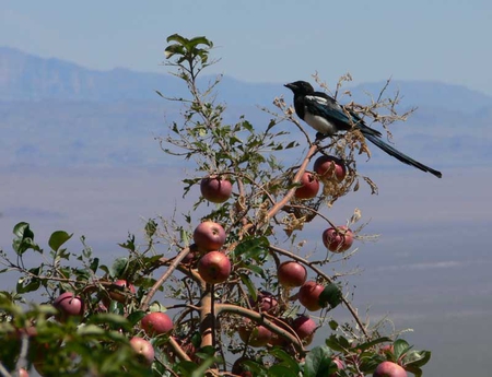 Apple treasure - blue, reed, tree, magpie, treasure, leaf, apple, manzana, sky