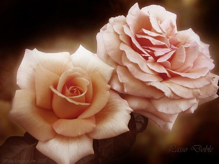 dual beauty - nice, soft, delicate, bud, rose, lovely, plants, nature, pretty, petals, flowers