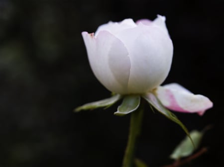 One white rose - delicate, rose, pretty, soft, flowers, white, plants, petals, nice, lovely, nature, bud