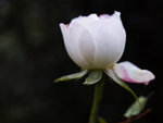 One white rose