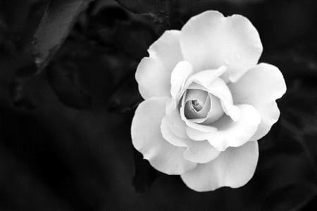 Perfect petals - nice, soft, delicate, bud, rose, lovely, plants, nature, white, pretty, petals, flowers