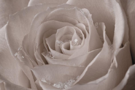 pale color rose - nice, soft, delicate, bud, rose, plants, lovely, nature, pretty, pale, petals, flowers