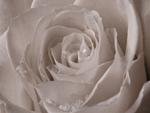 pale color rose