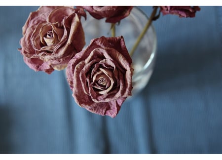 dried rose - delicate, rose, pretty, soft, flowers, plants, petals, nice, lovely, nature, bud