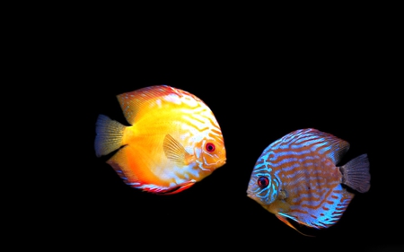 discuss - discus, 3d, fish, love, duet